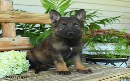 German Shepherd dogs for sale: German Shepherd 10 puppies - Image 11