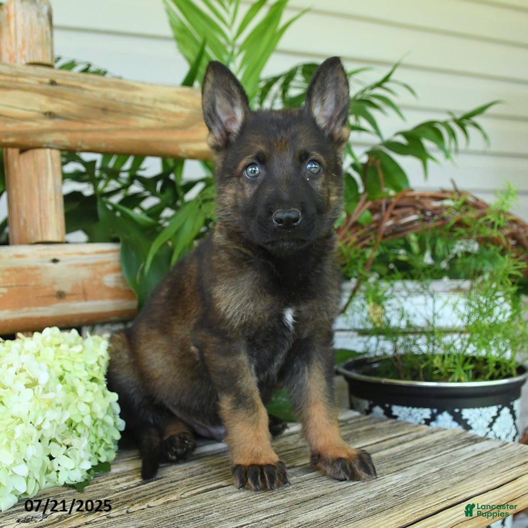 German Shepherd dogs for sale: German Shepherd 10 puppies - Image 11