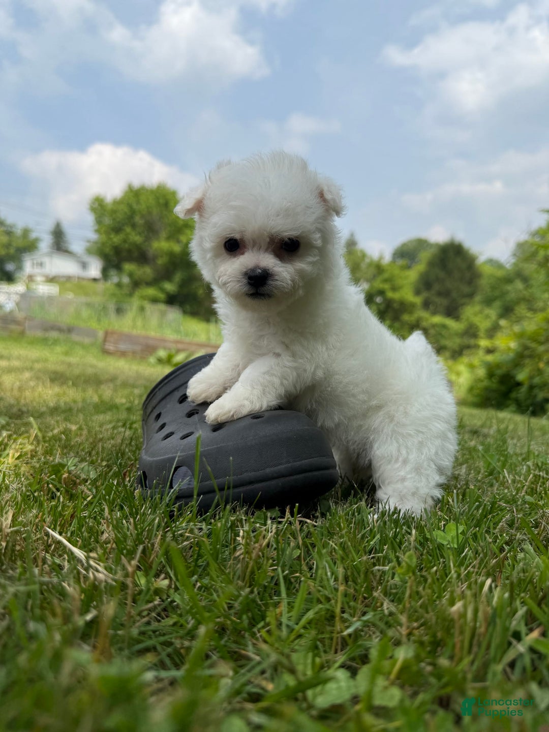 Bichon Frise dogs for sale: Little Princess - Listing for pets: Little Princess, Prince - Image 12