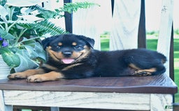 Rottweiler dogs for sale: Paxton - Image 2