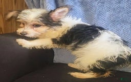 Yorkiepoo dogs for sale: Shirley - Image 7