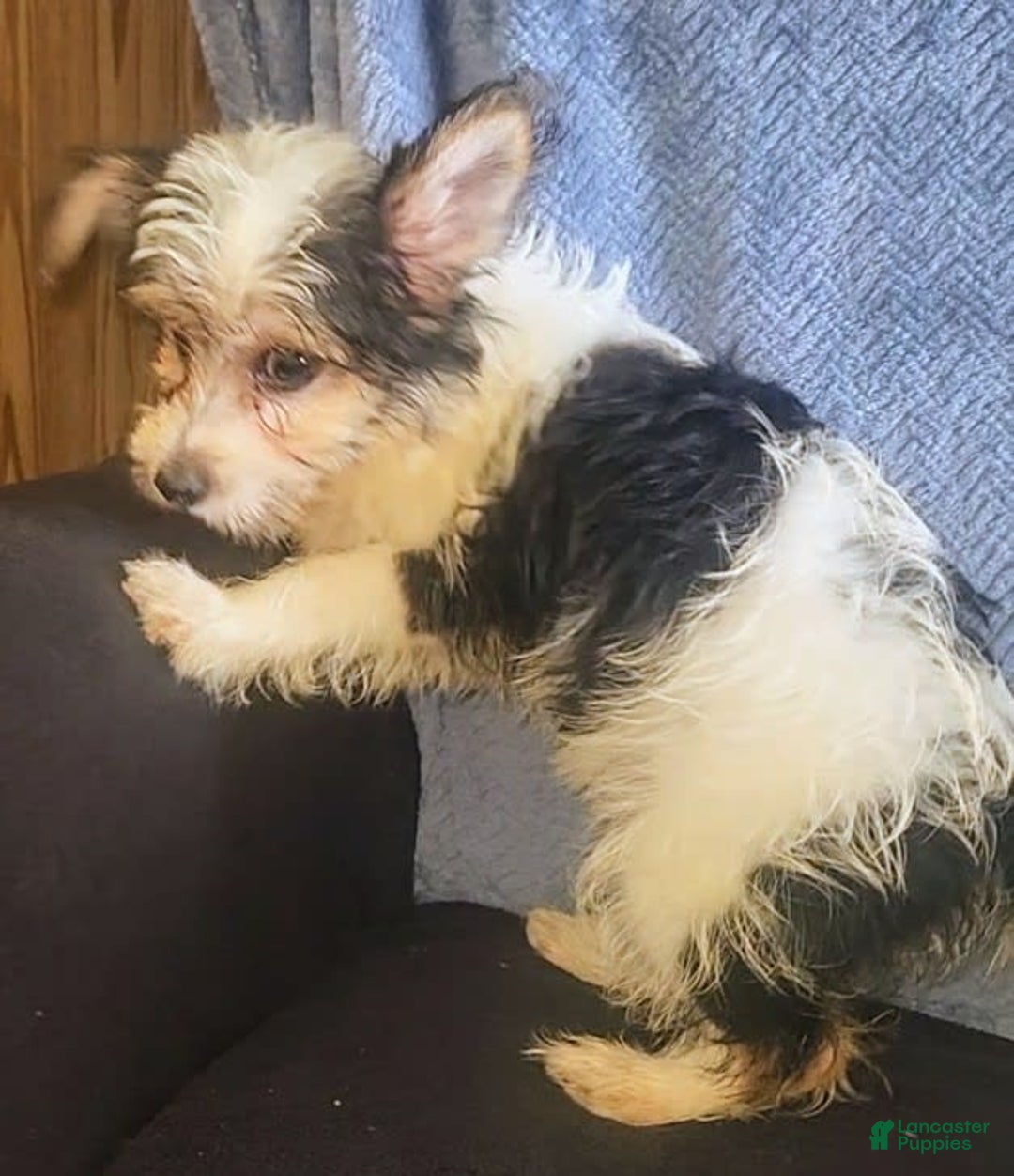 Yorkiepoo dogs for sale: Shirley - Image 7