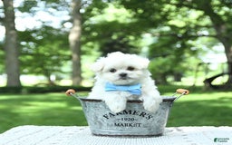 Maltese dogs for sale: Kobey - Image 14