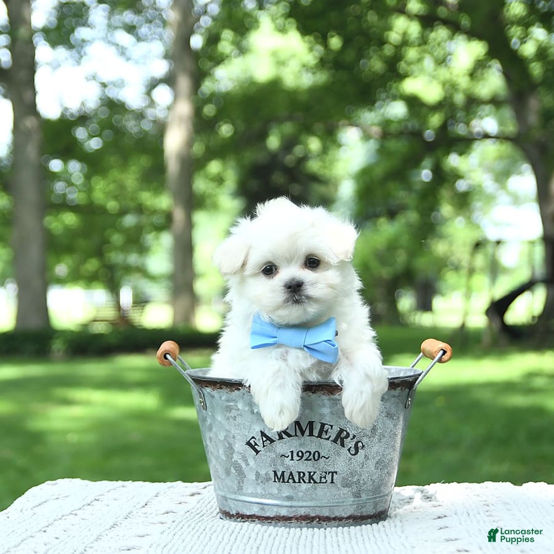 Maltese dogs for sale: Kobey - Image 14