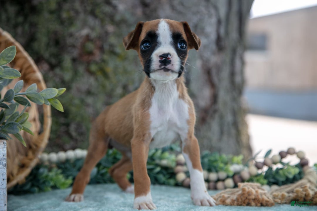 Boxer dogs for sale: Fable - Image 5