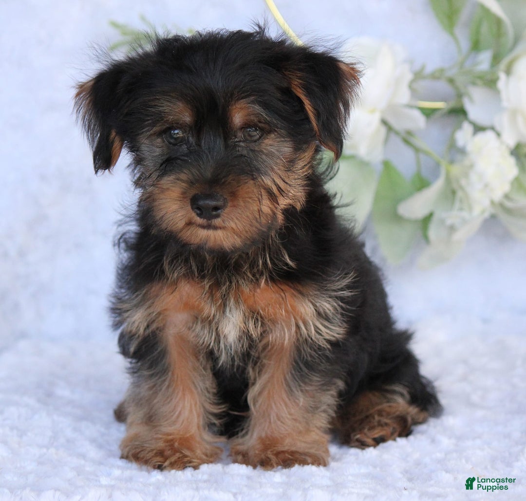 Yorkshire Terrier dogs for sale: Duke - Image 2
