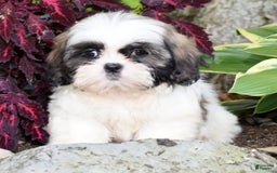 Shih Tzu dogs for sale: Denver - Image 3