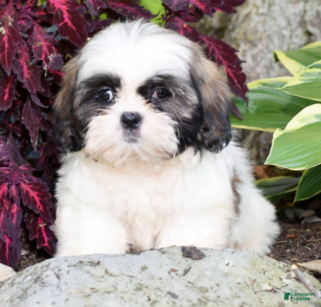 Shih Tzu dogs for sale: Denver - Image 3