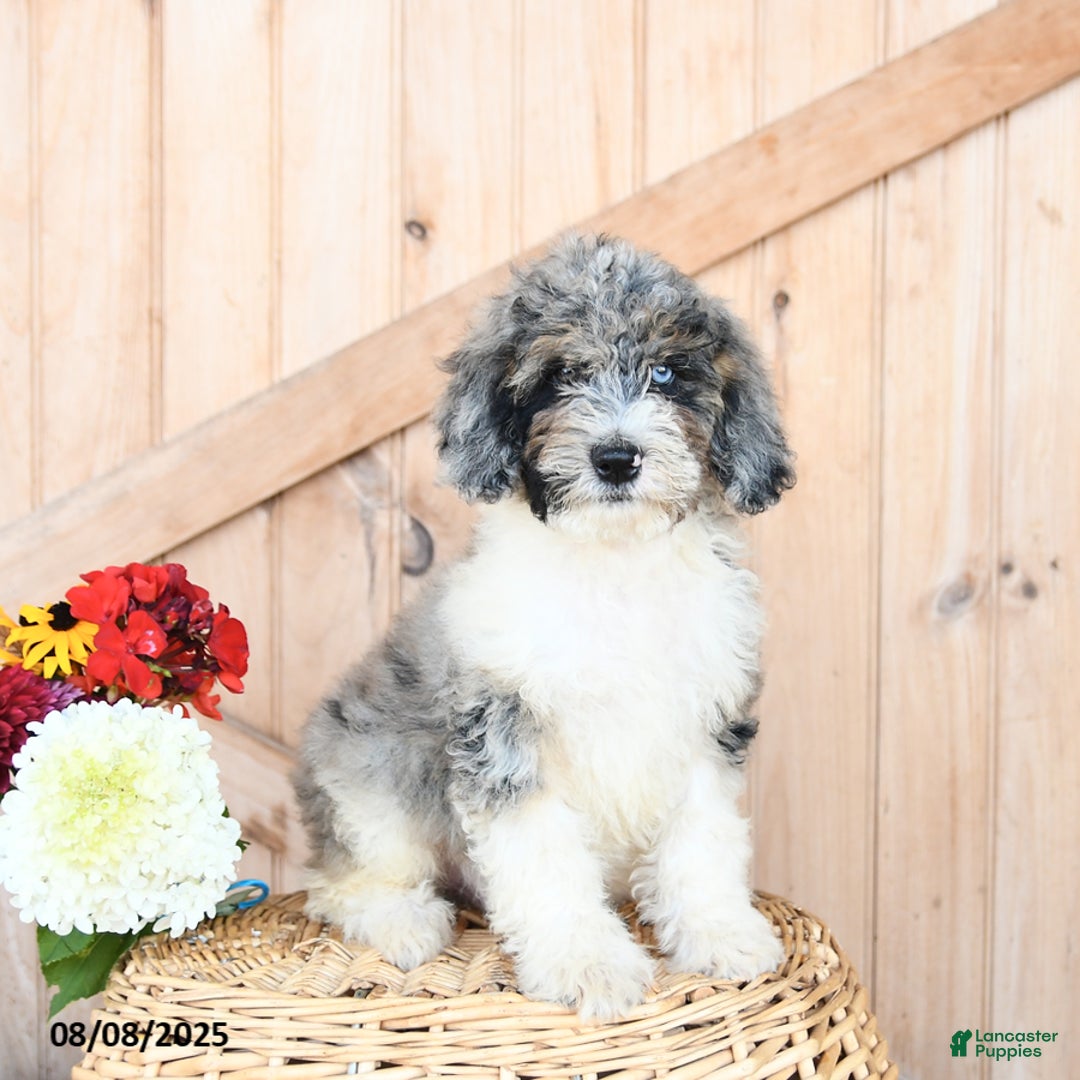 Miniature Poodle dogs for sale: Miniature Poodle 8 puppies - Image 2