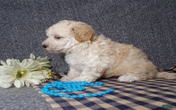 Havapoo dogs for sale: Kye - Image 4