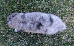 Mini Aussiedoodle dogs for sale: Mini Angel - Image 1