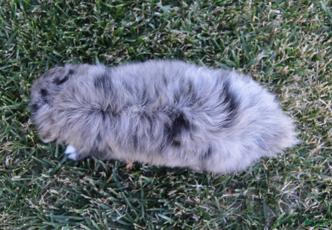Mini Aussiedoodle dogs for sale: Mini Angel - Image 1