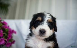Bernedoodle dogs for sale: Jerry - Image 9