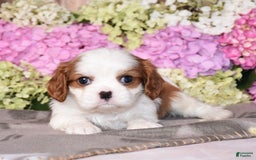 Cavalier King Charles Spaniel dogs for sale: Vegas - Image 1