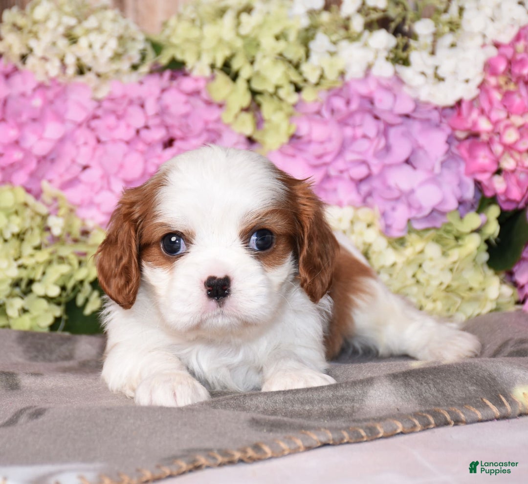 Cavalier King Charles Spaniel dogs for sale: Vegas - Image 1