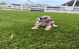 Bernedoodle dogs for sale: 12 - Image 3