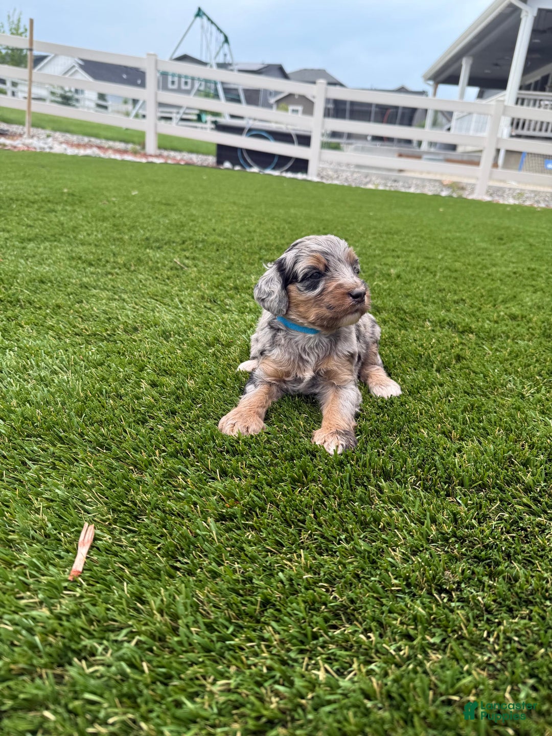 Bernedoodle dogs for sale: 12 - Image 3