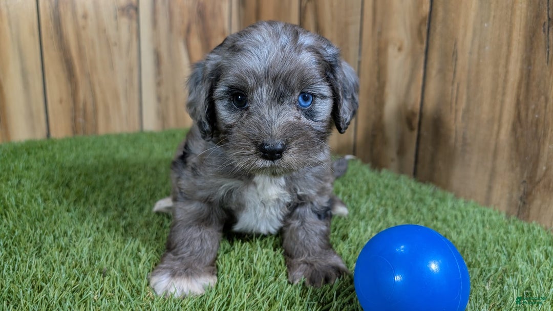 Cavapoo dogs for sale: Bertha Boy 2 - Image 1