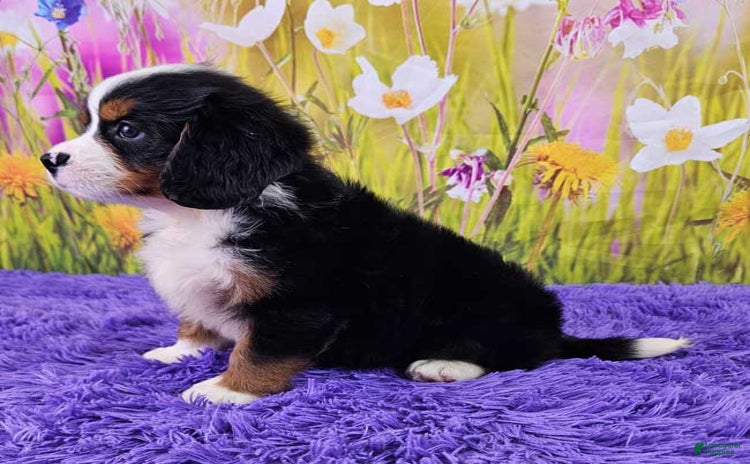 Miniature Bernese Mountain Dog dogs for sale - Ad 2