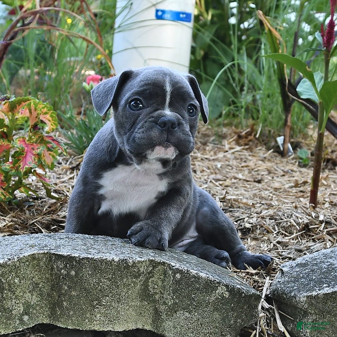 Frenchton dogs for sale: Ranger - Image 7