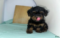 Yorkshire Terrier dogs for sale: Giselle - Image 4