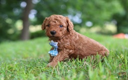 Goldendoodle dogs for sale: Hawk - Image 4