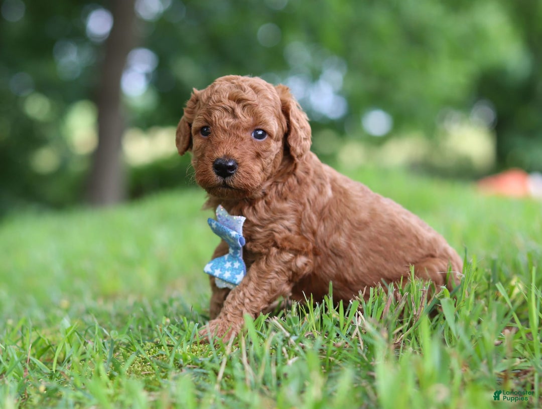 Goldendoodle dogs for sale: Hawk - Image 4