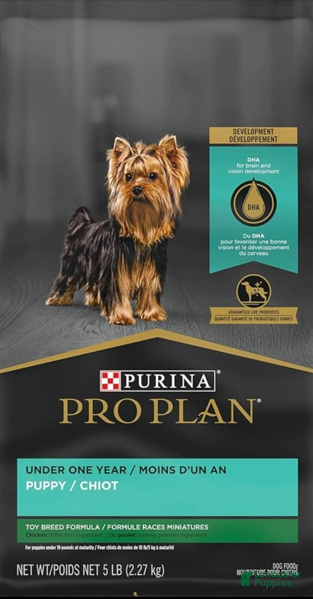 Shorkie dogs for sale: Peanut - Image 3