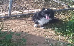 Chihuahua dogs for sale: Full Akc   Dealer - Image 2