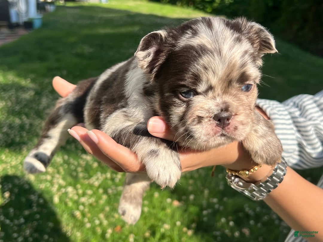 French Bulldog dogs for sale: Sour Patch The Fluffy - Image 6