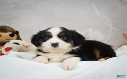 Miniature Australian Shepherd dogs for sale: Trixie - Image 3