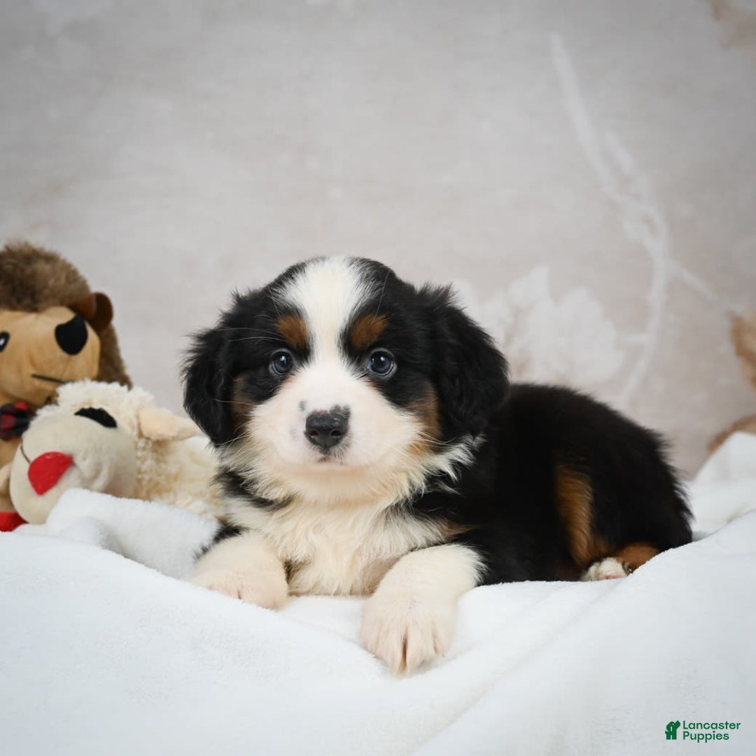 Miniature Australian Shepherd dogs for sale: Trixie - Image 3