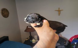 American Bully dogs for sale: Princess - Image 1