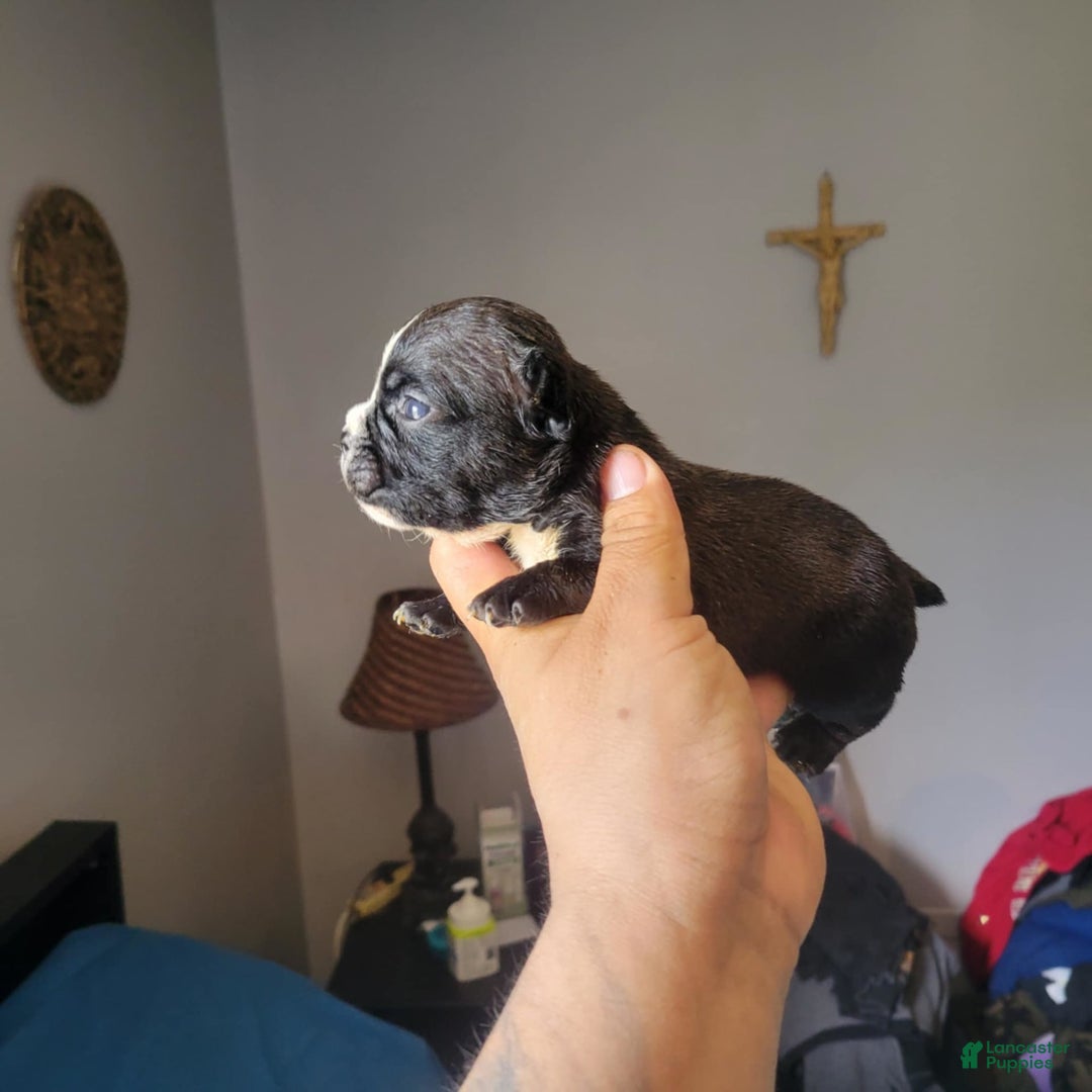 American Bully dogs for sale: Princess - Image 1