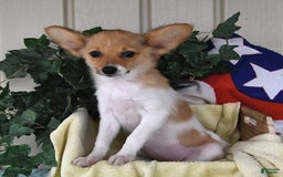 Papillon dogs for sale: Melody - Image 7
