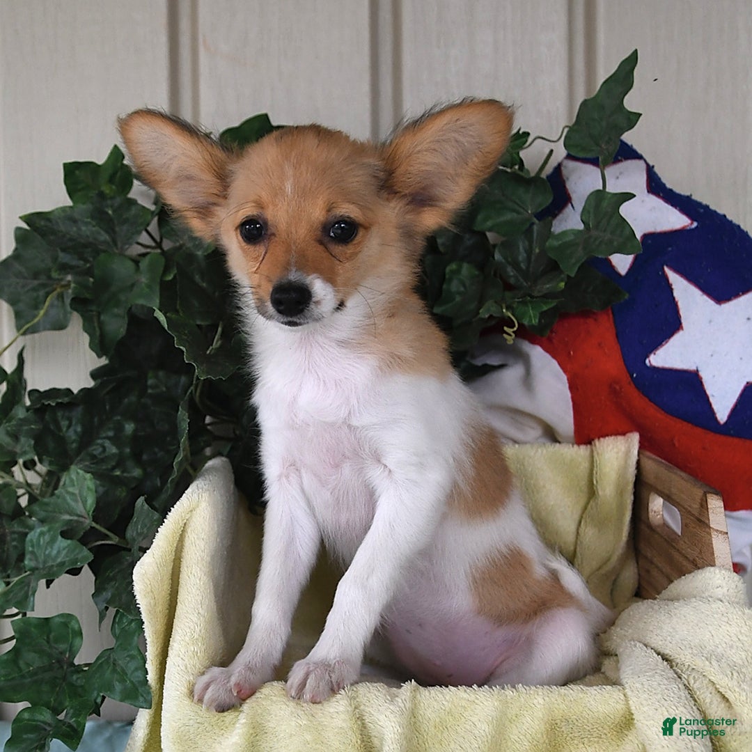 Papillon dogs for sale: Melody - Image 7