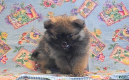 Pomeranian dogs for sale: Kenny - Image 6
