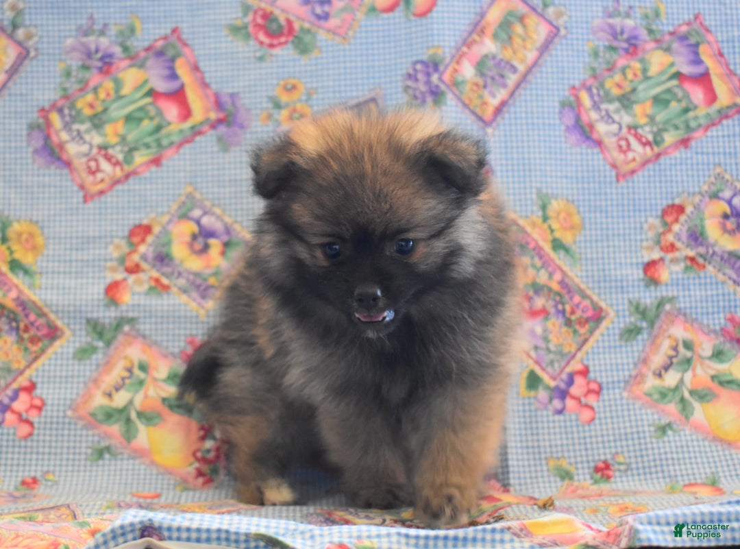 Pomeranian dogs for sale: Kenny - Image 6