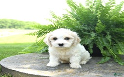 Cavachon dogs for sale: Ozzie - Image 2