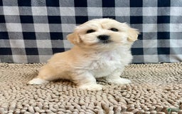 Coton De Tulear dogs for sale: Merlin - Image 10