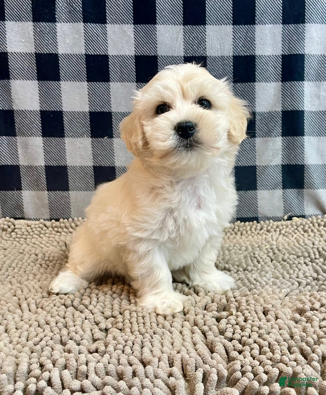Coton De Tulear dogs for sale: Merlin - Image 10