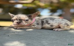 French Bulldog dogs for sale: Pinky - Image 3