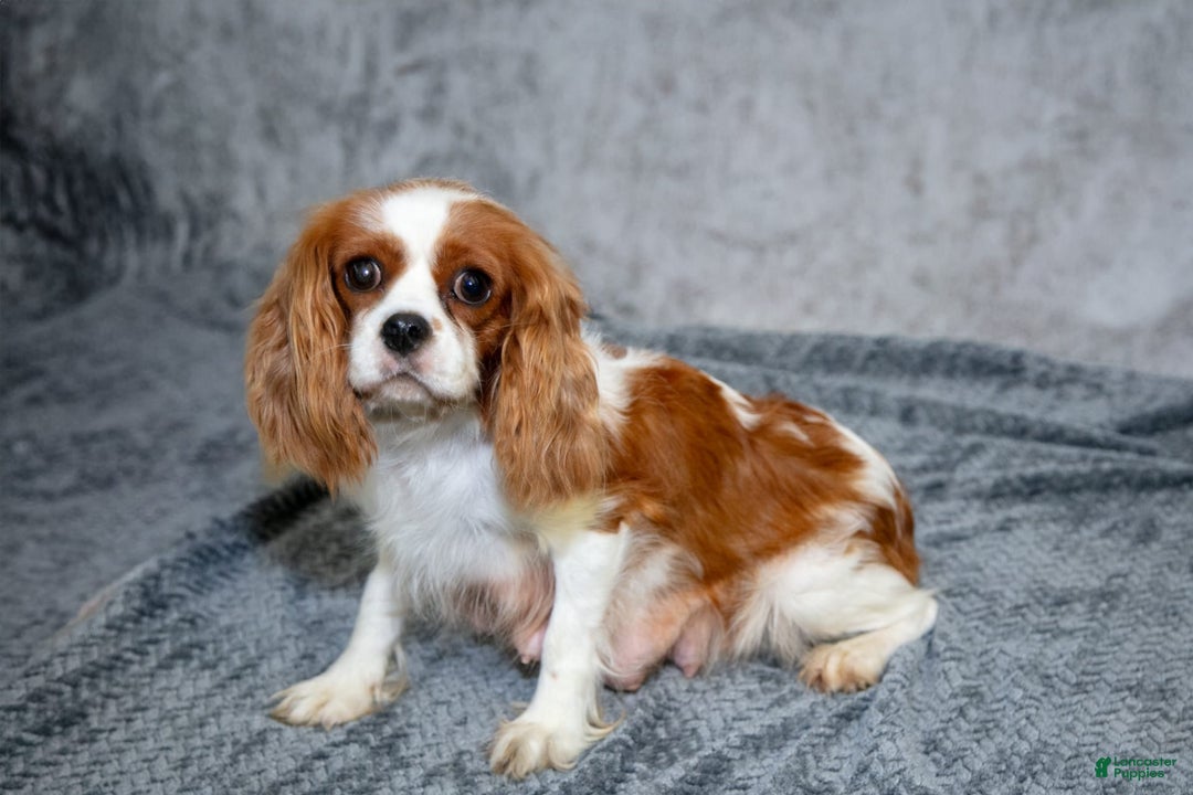Cavalier King Charles Spaniel dogs for sale: Carter - Image 4