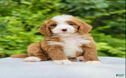 Bernedoodle dogs for sale: Ginger - Image 1