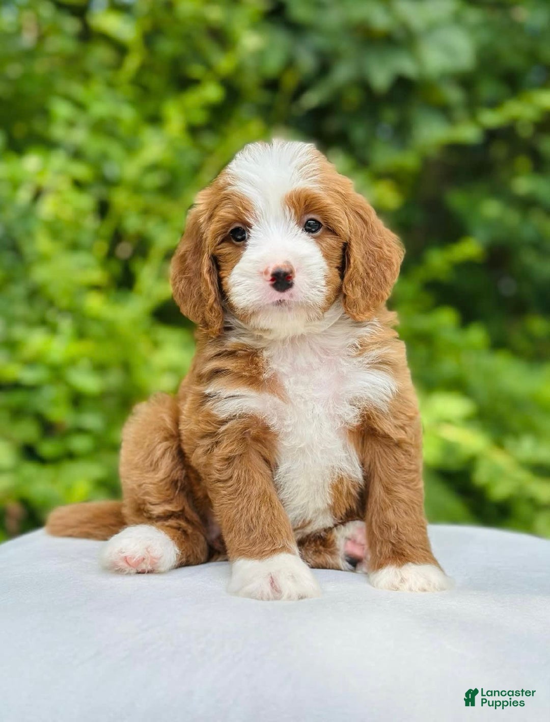 Bernedoodle dogs for sale: Ginger - Image 1