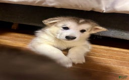 Alaskan Malamute dogs for sale: Yukon - Image 2