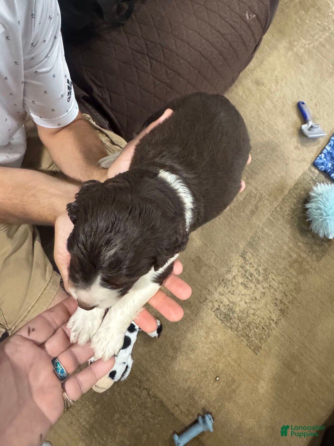 English Springer Spaniel dogs for sale: Male 2 - Image 8