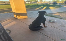 Doberman Pinscher dogs for sale: Luna - Image 5