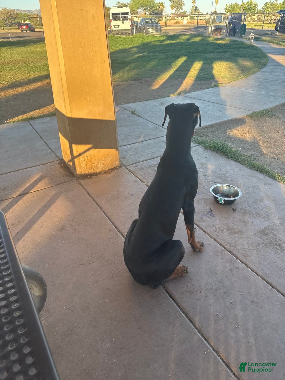 Doberman Pinscher dogs for sale: Luna - Image 5