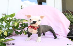 Boston Terrier dogs for sale: Boston Terrier 4 puppies - Image 2